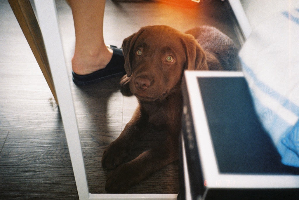 Chocolate Labrador Puppy Taken On Olympus AF-10 Film Camera